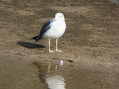 Larus fuscus