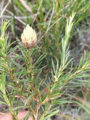 Cliffortia strobilifera