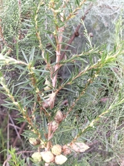 Cliffortia strobilifera