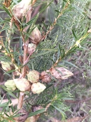 Cliffortia strobilifera