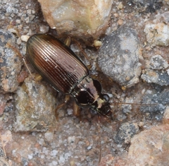 Pogonus chalceus