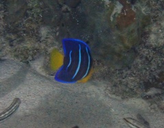 Holacanthus bermudensis