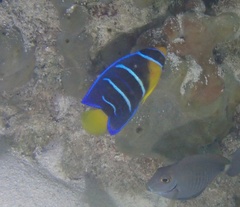 Holacanthus bermudensis