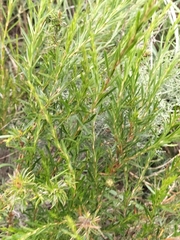 Cliffortia strobilifera