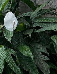 Spathiphyllum
