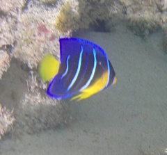 Holacanthus bermudensis