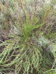 Cliffortia strobilifera