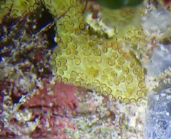 Botryllus