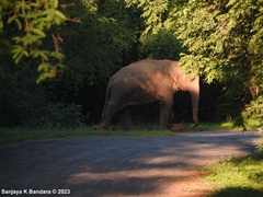 Elephas maximus maximus