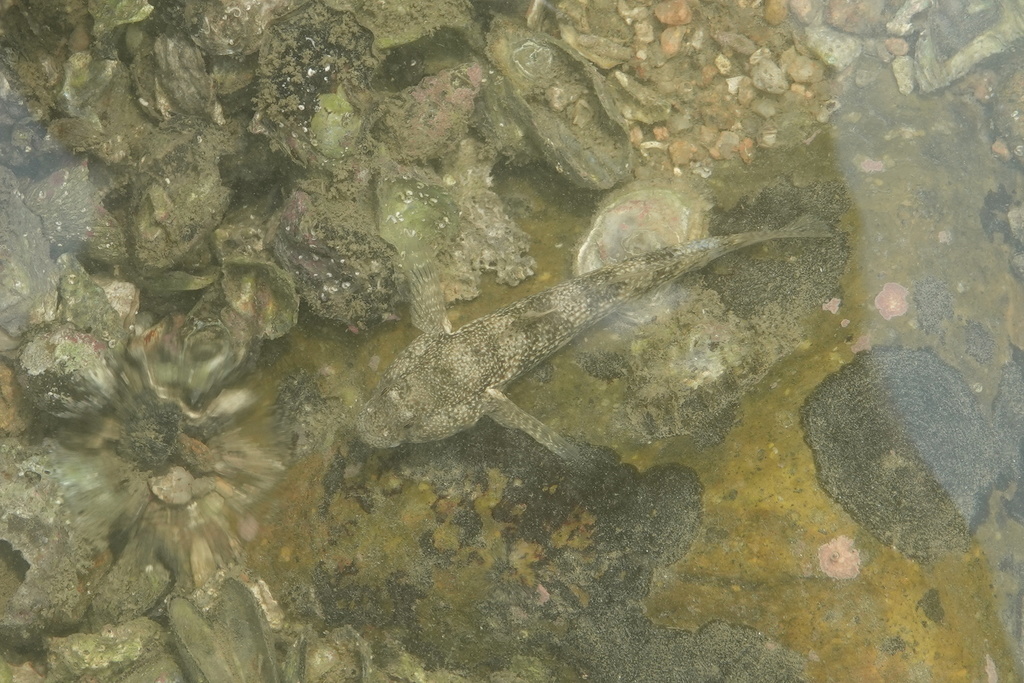 Dusky frill-goby