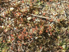 Sedum cespitosum
