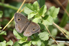 Brakefieldia perspicua