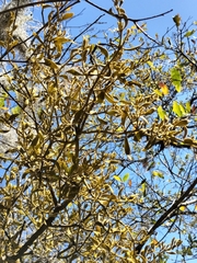 Phoradendron lanceolatum