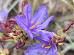 Aristea dichotoma