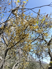 Phoradendron lanceolatum