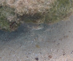 Coryphopterus glaucofraenum