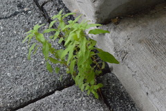 Parietaria pensylvanica