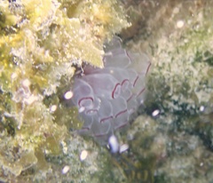 Clavelina picta