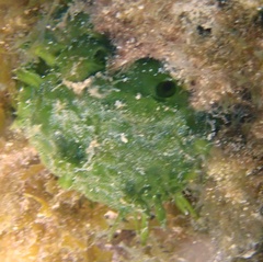 Tethya actinia
