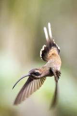 Phaethornis longirostris