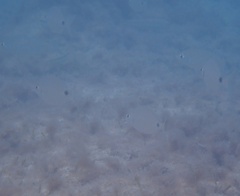 Diplodus bermudensis