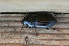 Anisodactylus signatus