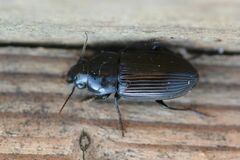 Anisodactylus signatus