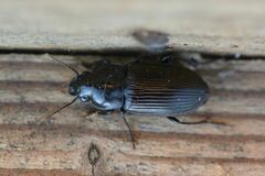 Anisodactylus signatus