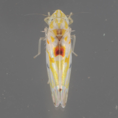 Erythroneura octonotata