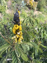 Senna didymobotrya