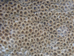 Palythoa caribaeorum