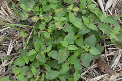 Calyptocarpus vialis