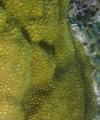 Porites astreoides