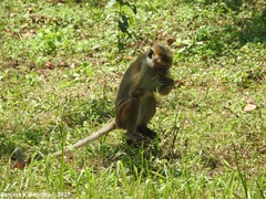 Macaca sinica