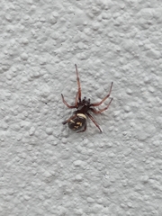 Steatoda ancorata