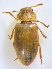 Byturus ochraceus