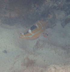 Halichoeres radiatus