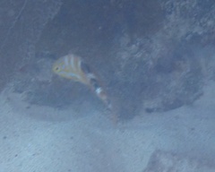 Halichoeres radiatus