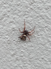 Steatoda ancorata
