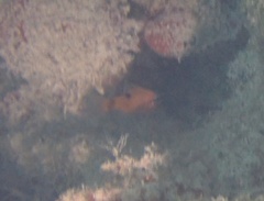 Apogon maculatus