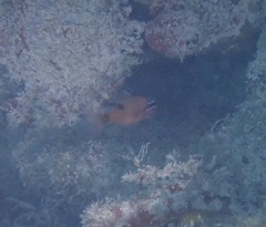 Apogon maculatus