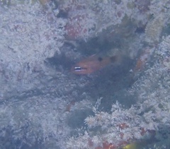 Apogon maculatus