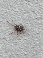 Steatoda ancorata