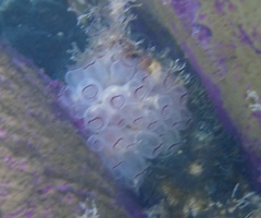 Clavelina picta