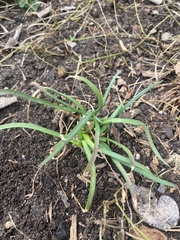 Muscari armeniacum