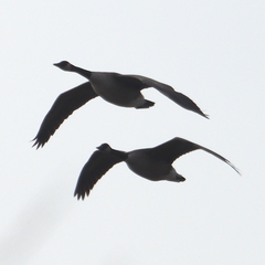 Branta canadensis