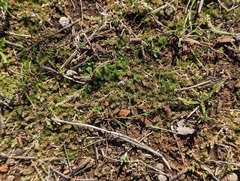 Selaginella cinerascens