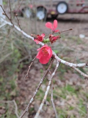 Chaenomeles