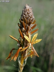 Asphodeline lutea