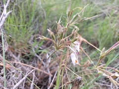 Pelargonium rapaceum